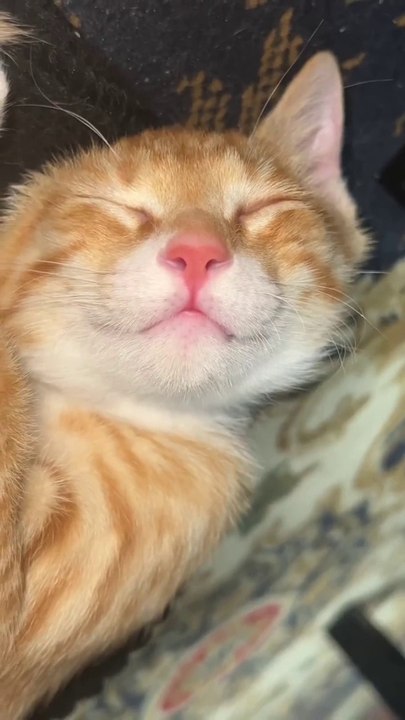 cutecats” #funny #funnyvideo #funnyanimals #funnyshorts #cat #cutecat #funnycats