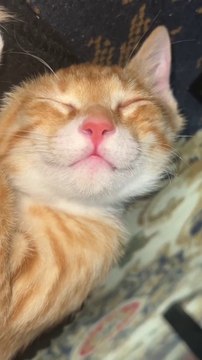 cutecats” #funny #funnyvideo #funnyanimals #funnyshorts #cat #cutecat #funnycats