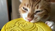 cutecats” #funny #funnyvideo #funnyanimals #funnyshorts #cat #cutecat #funnycats