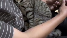 “cutecats” #funny #funnyvideo #funnyanimals #funnyshorts #cat #cutecat #funnycats