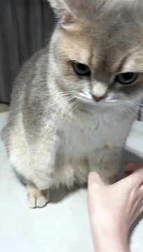 “cutecats” #funny #funnyvideo #funnyanimals #funnyshorts #cat #cutecat #funnycats