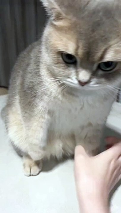“cutecats” #funny #funnyvideo #funnyanimals #funnyshorts #cat #cutecat #funnycats