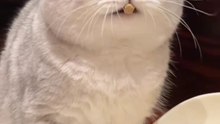 Funny Cats  #cute #cat #short #funny #funnyvideo #funnyanimals #funnyshorts #cat #cutecat #funnyc