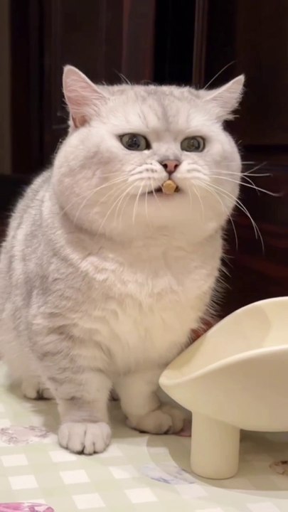 Funny Cats  #cute #cat #short #funny #funnyvideo #funnyanimals #funnyshorts #cat #cutecat #funnyc