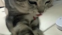 Funny Cats  #cute #cat #short #funny #funnyvideo #funnyanimals #funnyshorts #cat #cutecat #funnyc