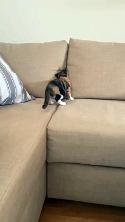 Funny Cats  #cute #cat #short #funny #funnyvideo #funnyanimals #funnyshorts #cat #cutecat #funnycats