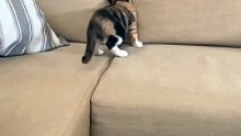 Funny Cats  #cute #cat #short #funny #funnyvideo #funnyanimals #funnyshorts #cat #cutecat #funnycats