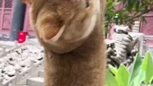 Funny Cats  #cute #cat #short #funny #funnyvideo #funnyanimals #funnyshorts #cat #cutecat #funnycats