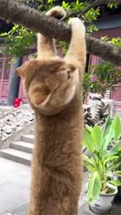 Funny Cats  #cute #cat #short #funny #funnyvideo #funnyanimals #funnyshorts #cat #cutecat #funnycats