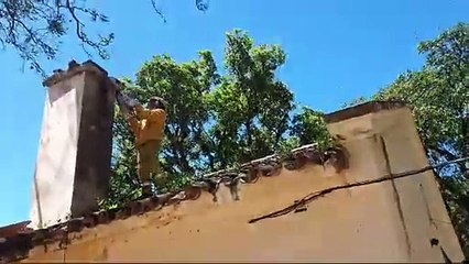 Abejas atacaron a alumnos en una escuela en San Antonio