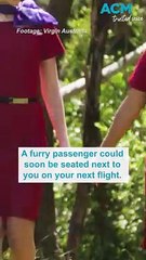 Puppies on planes: Virgin Australia to introduce onboard pet services