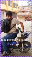 ¡Una aventurera y fiel compañera de cuatro patas!