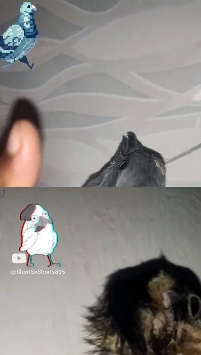 #cutepets #shorts895 ️