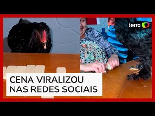Frango viraliza ao 'jogar' dominó junto com pessoas: 'Vai, João'