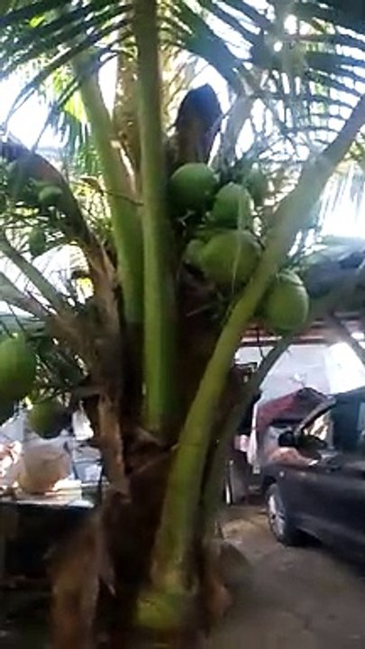 niyog ng kapitbahay