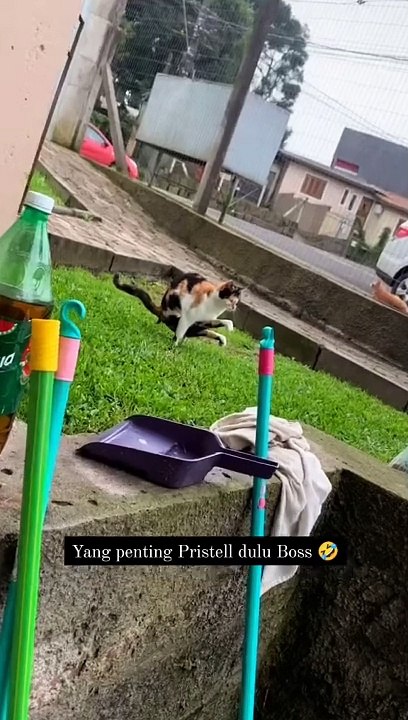 funny cat