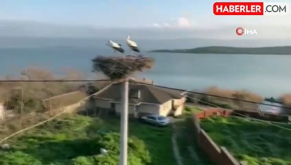 Yaren Leylek'in eşine kavuşma anı kameraya yansıdı