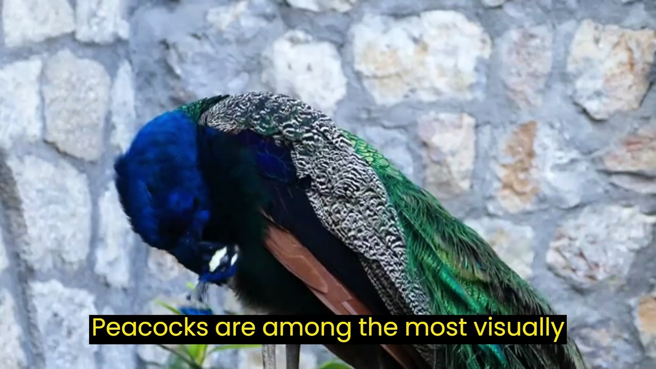 Peacocks are among the most