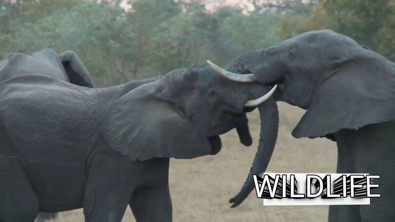 Wildlife elephant