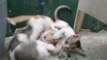 Energy BLAST: Kittens Fun PLAYGROUND cat videos meow cat cats purr