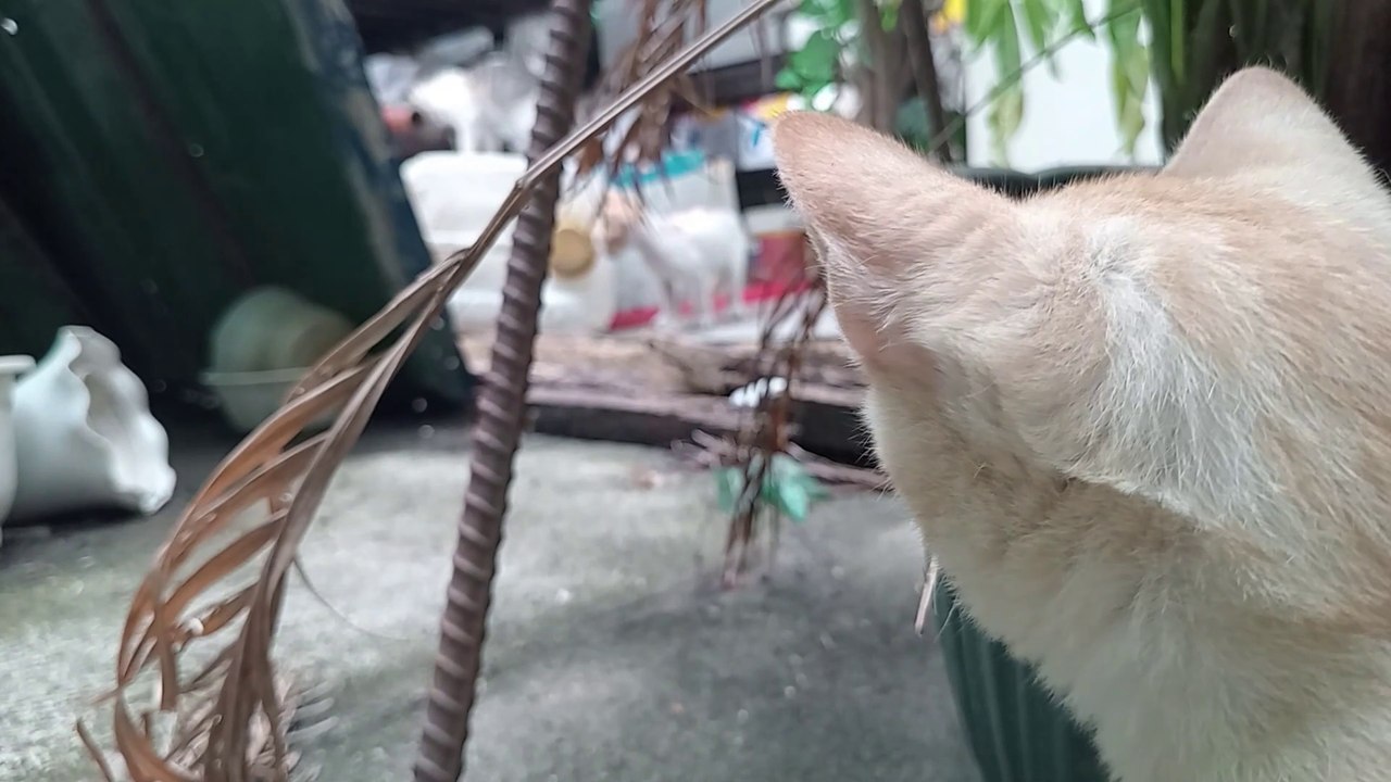 NAUGHTY Cat Forces Kittens into playing. Cat videos Cats Cat Sound meow