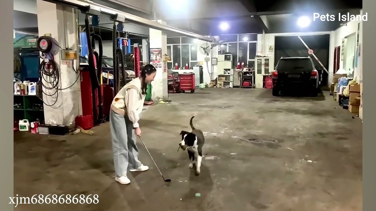 When you live with a dog with a 200 IQ, it's not boring! 