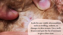 Way to Check Lumps and Bumps on Dogs 