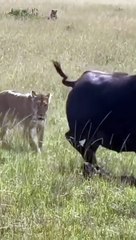 Wildlife:A mother buffalo's unwavering love and courage in the face of danger 