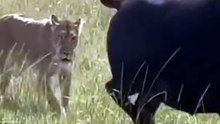 Wildlife:A mother buffalo's unwavering love and courage in the face of danger 