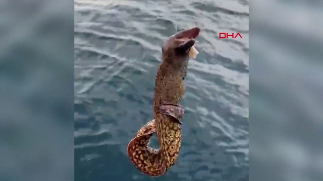 Oltayla 1 metre boyunda müren yakaladı