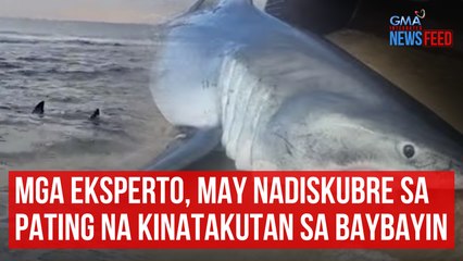 Download Video: Mga eksperto, may nadiskubre sa pating na kinatakutan sa baybayin | GMA Integrated Newsfeed