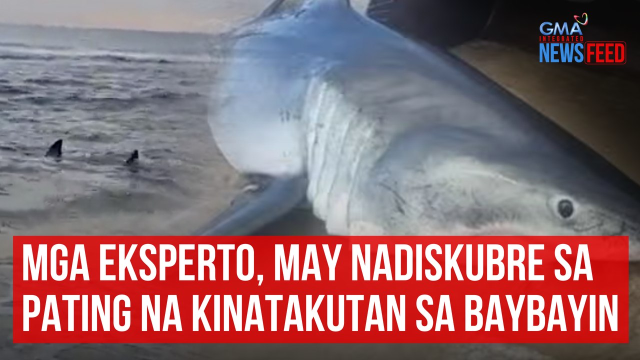 Mga eksperto, may nadiskubre sa pating na kinatakutan sa baybayin | GMA Integrated Newsfeed