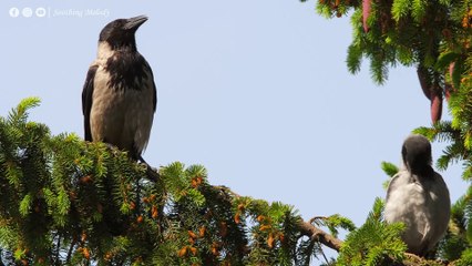 Лечебная Музыка для Снятия Стресса, Усталости, Депресии, Негатива, Детокс негативных эмоций #34