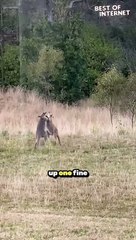 Wild Kangaroo Showdown | Epic Backyard Battle! #animalfight