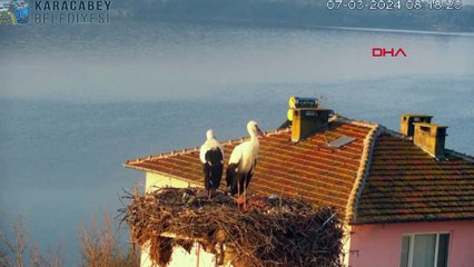 Yaren leylek, eşi Nazlı ile de buluştu