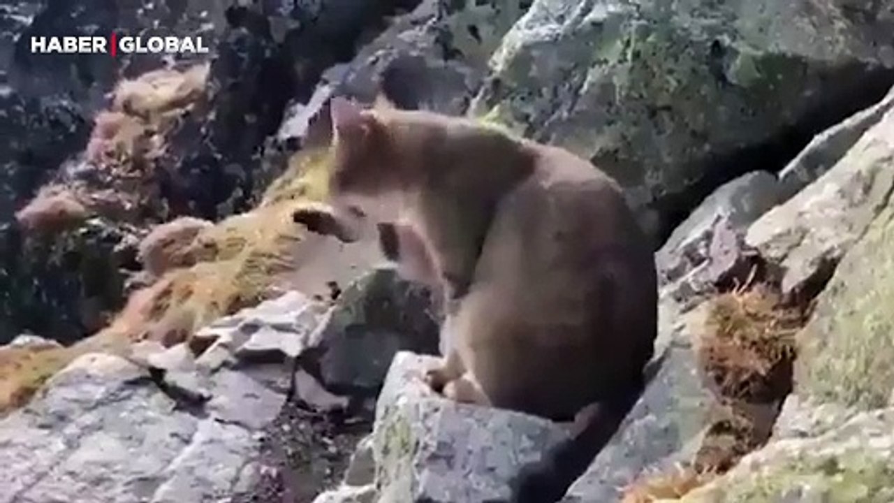 Tatras dağlarının 2.5 km rakımdaki zirvesinde 'kedi' gören dağcılar şoke oldu!
