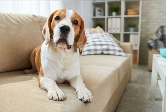 Le tabagisme passif augmente le risque de cancer chez les chiens, selon une étude