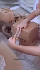 Watch The end shorts funny viral shortvideo clips