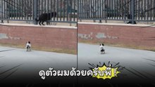 เอ็นดูพี่ ! เมื่อหมาตัวใหญ่สอนหมาน้อยข้ามกำแพง แต่คงลืมดูดขนาดตัวไป !