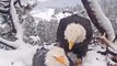 Bald eagle couple Jackie and Shadow endure the elements to protect their three unhatched eaglets in Big Bear Valley, California.