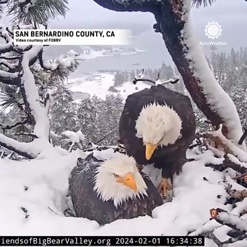 Bald eagle couple Jackie and Shadow endure the elements to protect their three unhatched eaglets in Big Bear Valley, California.