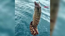 Muğla'da amatör balıkçı oltayla 1 metre boyunda müren yakaladı