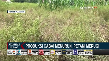 Скачать видео: Produksi Cabai Menurun Karena Cuaca Tak Menentu, Petani Merugi