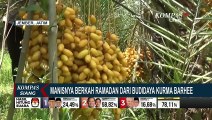 Jelang Ramadan, Intip Rahasia Sukses Budidaya Kurma Barhee di Jember
