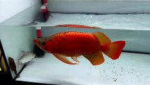 super red arowana asia has max size live my farm