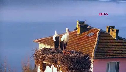 Yaren leylek, eşi Nazlı ile de buluştu