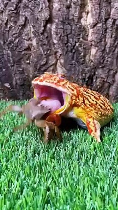 Brother Frog dares to bite anything