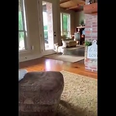 Funniest Animals  - Awesome Funny Animals' Life Videos  - Cutest Animals Ever