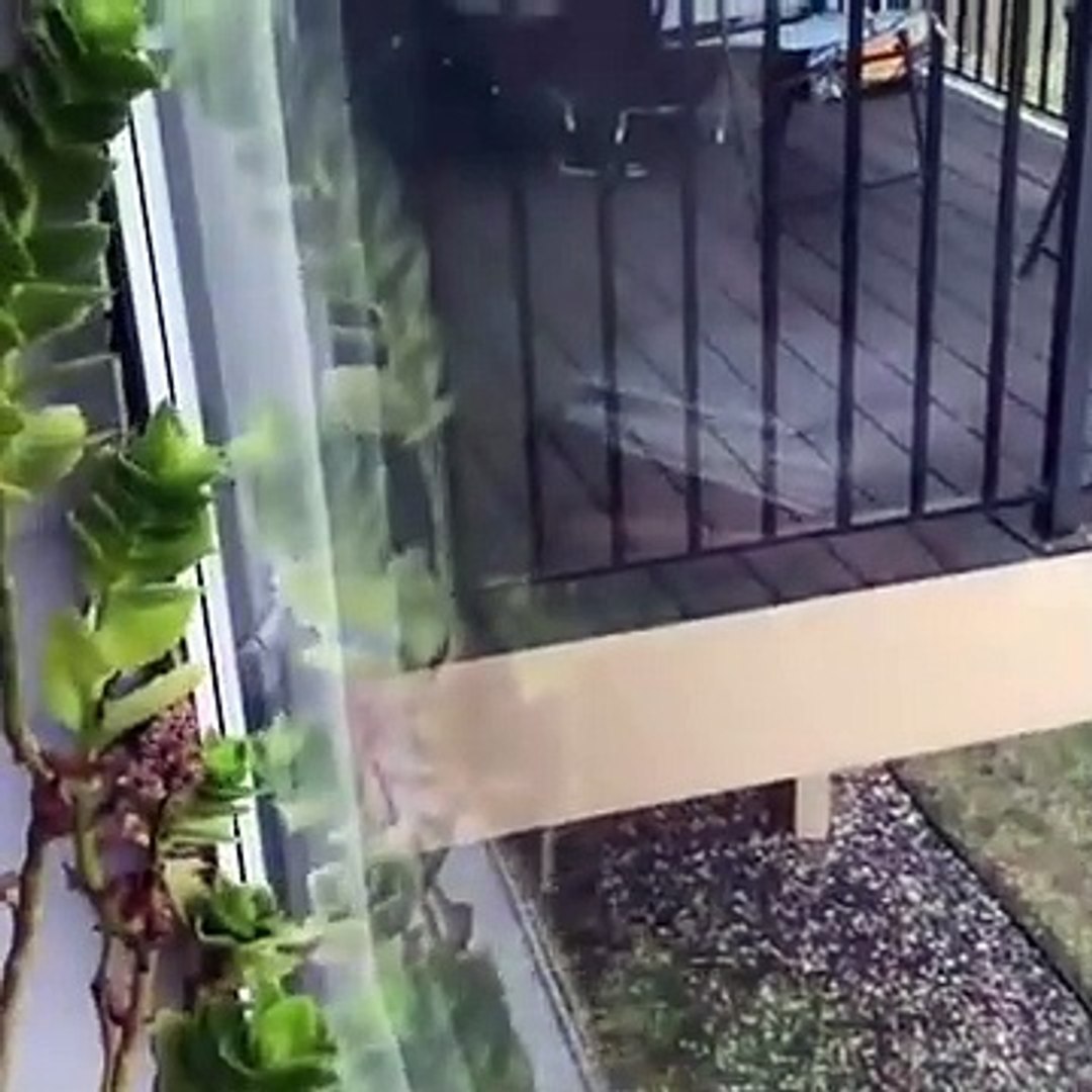 Funniest Animals  - Awesome Funny Animals' Life Videos  - Cutest Animals Ever