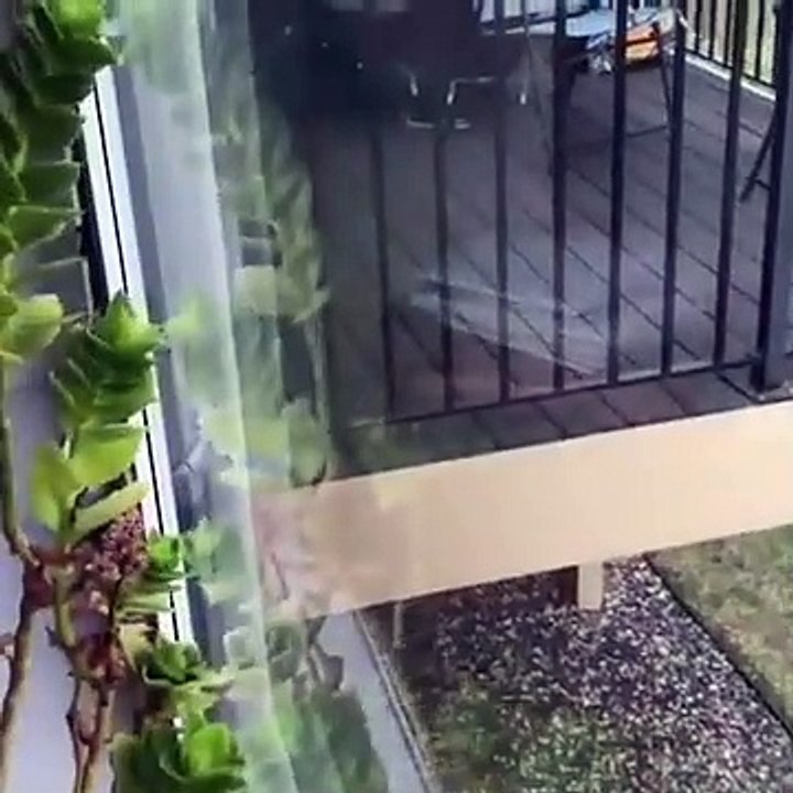 Funniest Animals  - Awesome Funny Animals' Life...
